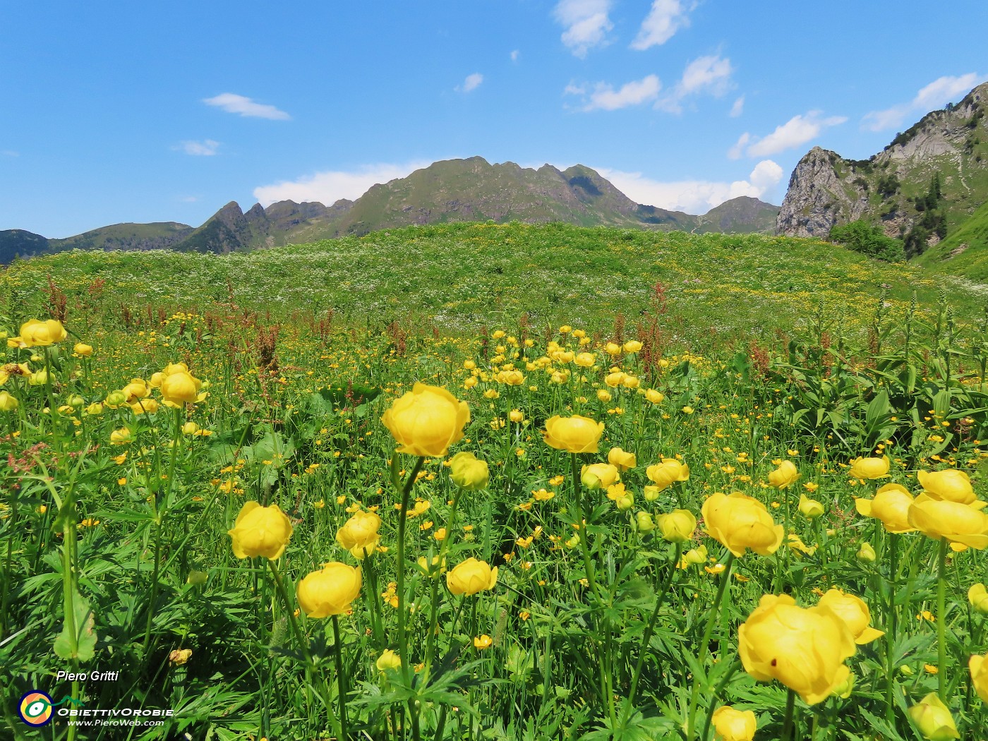 68 Trollius europaeus (Botton d'oro), con vista in Tre Pizzi e Spondone .JPG